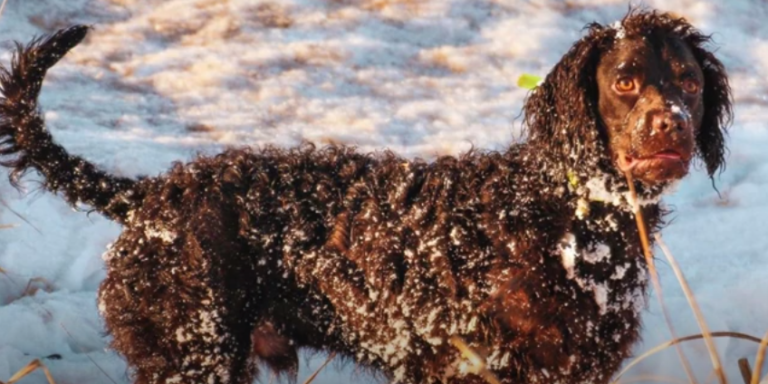 American Water Spaniel Dog breed