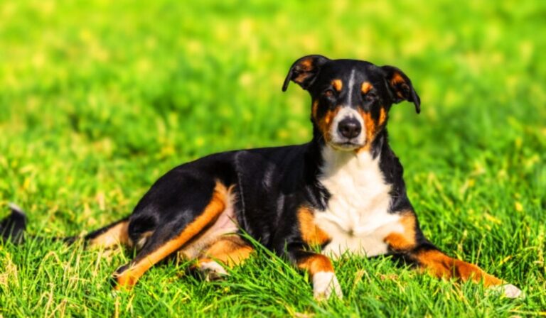 Appenzeller Sennenhund