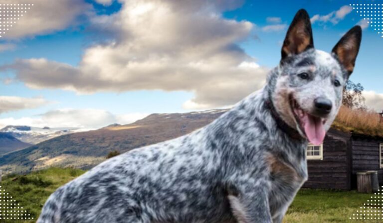 Australian Cattle Dog Breed