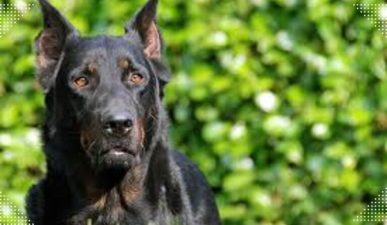 Beauceron Dog breed