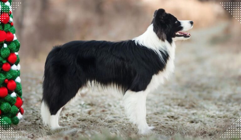 Border Collie Dog Breed