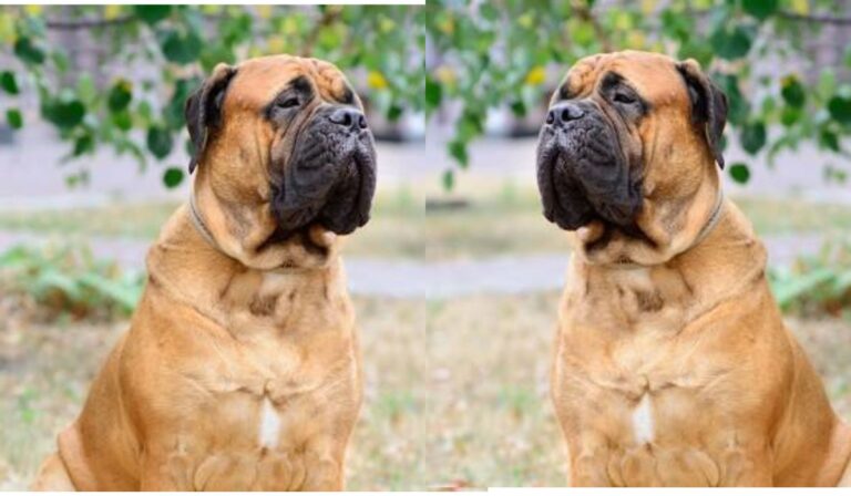 Bullmastiff Dog Breed