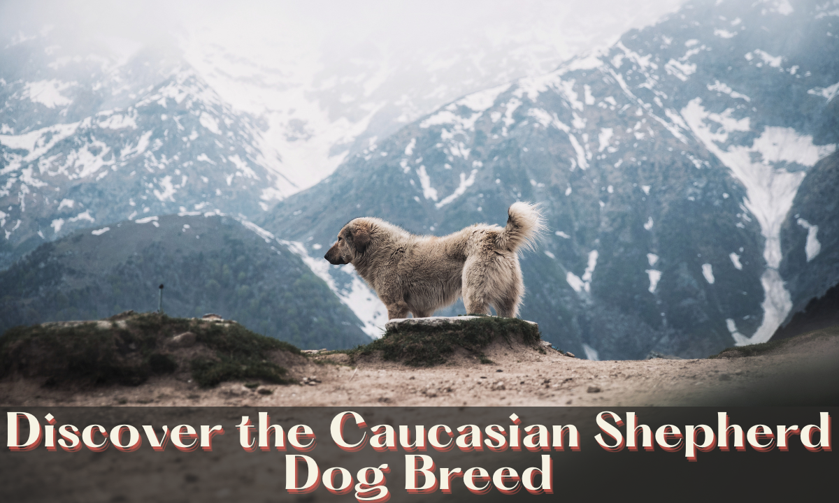 Caucasian Shepherd Dog Breed