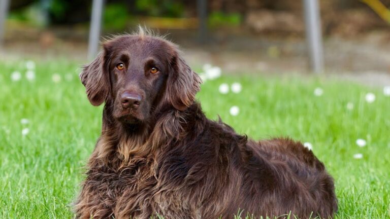 Deutscher Wachtelhund Breed