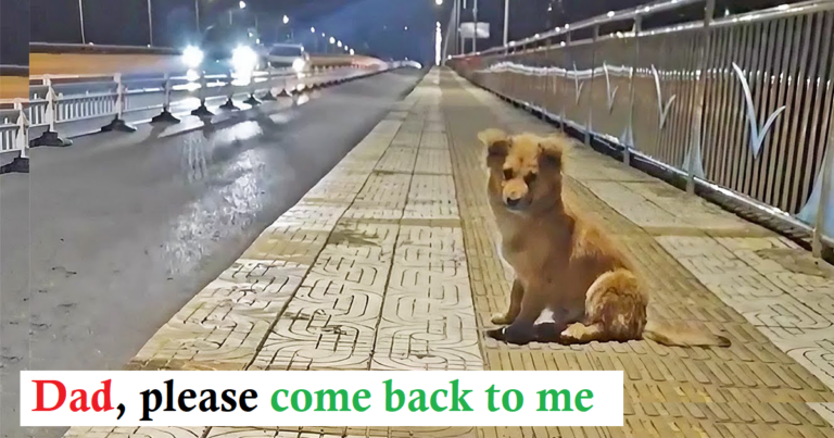 A small dog was abandoned on a bridge, waiting for 2 months but the owner did not return (VIDEO)