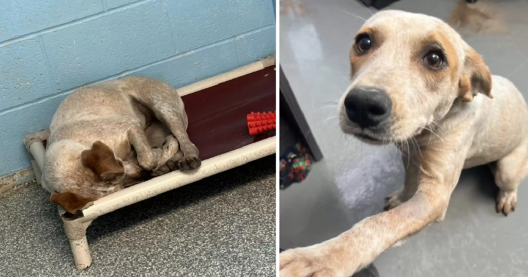 Two Inseparable Stray Dogs Find Forever Homes After Heartwarming Rescue